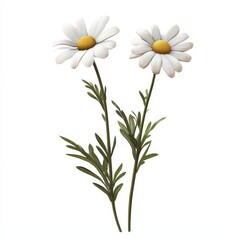 Beautiful Daisies with Green Leaves on White Background