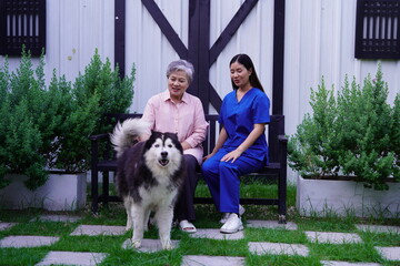 Happy senior asian woman with grey hair and nurse relaxing on sofa stroking Siberian Husky in home garden