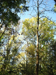 A serene forest scene with tall trees, golden sunlight streaming through the leaves, and a vivid blue sky above, capturing the beauty of a natural woodland environment.