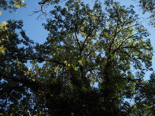 Upward view of a majestic oak tree with intricate branches and sunlight filtering through its lush green leaves, set against a clear blue sky.