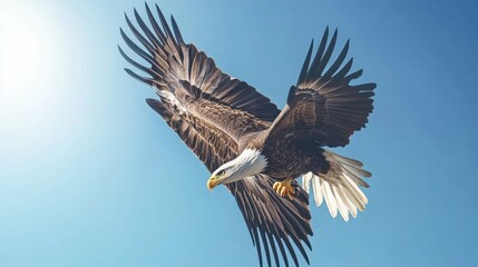 Obraz premium Bald Eagle Soaring Through the Blue Sky with Wings Spread