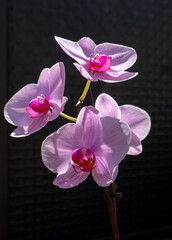 The phalaenopsis multiflora orchid is one of the most popular orchids. It is characterized by green leaves and beautiful pink flowers. The name phalaenopsis means moth.