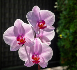 The phalaenopsis multiflora orchid is one of the most popular orchids. It is characterized by green...