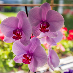 The phalaenopsis multiflora orchid is one of the most popular orchids. It is characterized by green leaves and beautiful pink flowers. The name phalaenopsis means moth.