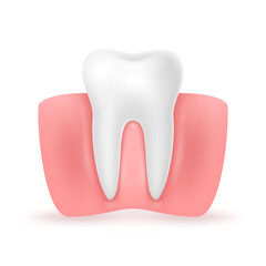 3d Clean Healthy tooth with gum on a white background. Dental medicine concept of stomatology.