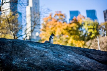 A squirrel sits on a large rock in Central Park with autumn foliage.