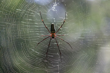 spider on web