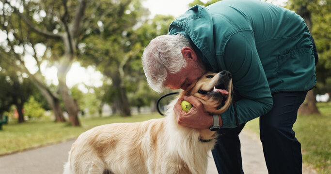 Training, dog and kiss with old man in park for walking, adventure and playing fetch. Animal care, support and morning with person and Labrador pet in nature for bonding, guide and wellness together