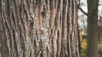 Fototapeta premium Close-up of textured maple tree bark with rugged surface details, perfect for natural backgrounds, textures, or design elements in forestry and environmental projects. 