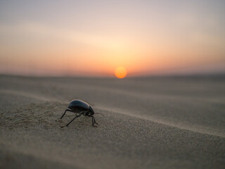 Beetle at dawn
