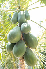 Green papaya fruit grows on the trunk.