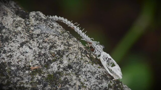 the skeleton of a lizard type animal being surrounded by red ants
