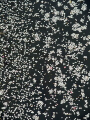 散った桜の花びらの浮く放水路の川面風景