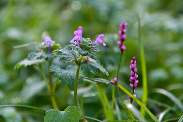 イヌタデの横に咲いているホトケノザ
