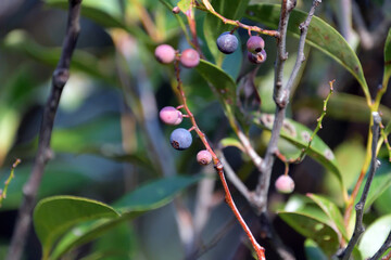 色が濃くなってきたシャシャンボの果実