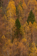 Mountain cliff with trees
