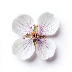 Fototapeta premium Delicate White Flower with Pink Details