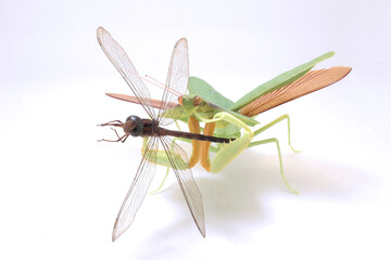 Dragonfly Perched on Praying Mantis Against White Background