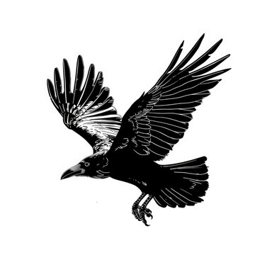 recommend clip art: Bird Wing Graphic: Raven Silhouette flying on White Background