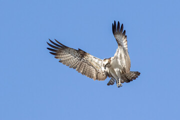 Osprey