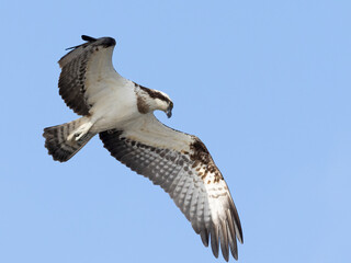 Osprey