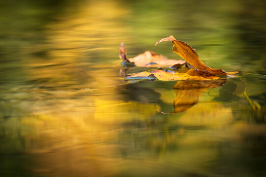 an autumnal mirror in percile