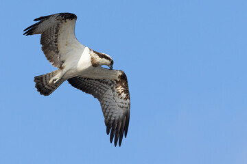 Osprey