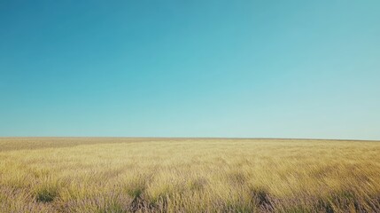 Obraz premium A field of lavender stretching out to the horizon, with a clear blue sky above.