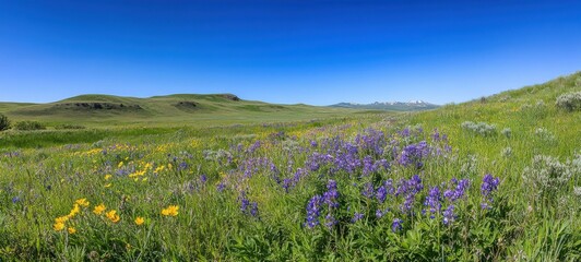 Obraz premium Scenic View of Vibrant Wildflowers in a Lush Green Landscape Under a Clear Blue Sky with Rolling Hills in the Background, Ideal for Nature and Landscape Photography