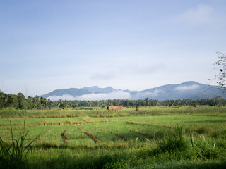 Rice fields
