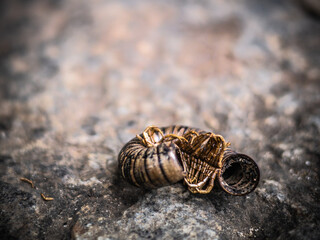A centipede's remains