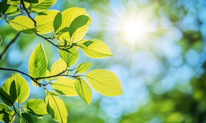 Fototapeta premium Bright Green Leaves Capturing Sunlight in a Refreshing Natural Environment During a Warm Summer Day with a Soft Bokeh Background Effect