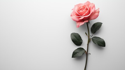 Fototapeta premium Valentine's Day greeting card mockup with pink rose design on white cover ,white background, --ar 16:9 --quality 2 --v 6.1 Job ID: d804e9c7-ab5f-4e85-9a05-e9975282b8ef