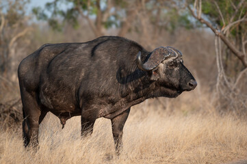 Lone African buffalo bull standing aggressively while staring warily into the bush prior to crossing the road  