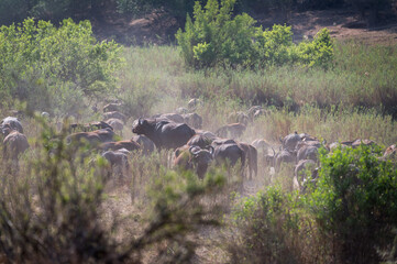 Large herd of African buffalo creating a dust cloud as they move through the dry riverbed