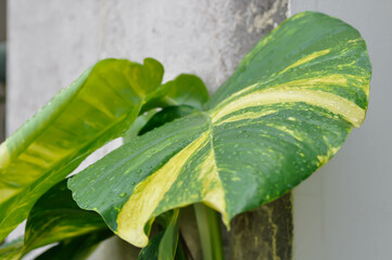 Devils Ivy, Golden Pothos or Hunters Robe or Epipremnum aureum or Araceae