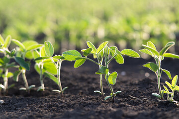 Close up of the soy bean plant