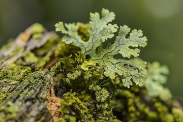 Moss-covered foliage on tree trunk, perfect for nature and outdoor themes