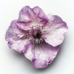 Delicate Pink Flower with Petals and Center Detail