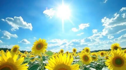 A sunflower field in full bloom, with golden petals reaching toward a bright blue sky.