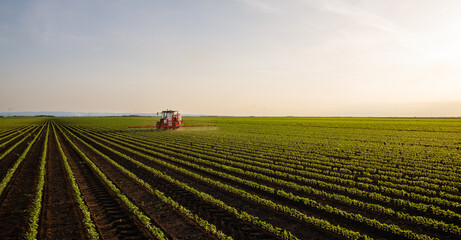 Fototapeta premium Tractor spraying soybean crops field