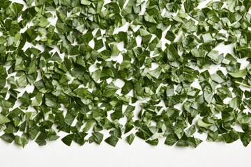 Fototapeta premium Vibrant Green Leaves on White Background for Natural Design Concepts