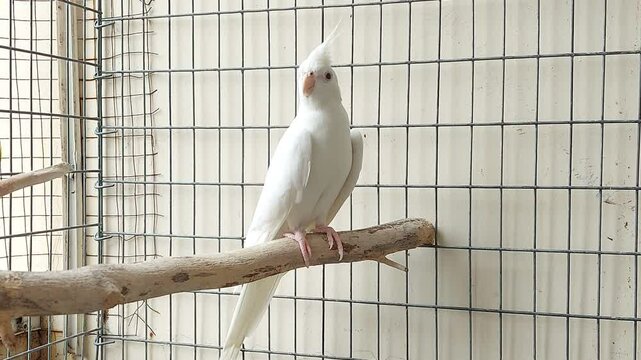 White Cockatiel Parrot On branch