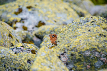 The squeaker is a rodent on the rocks