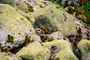 The squeaker is a rodent on the rocks