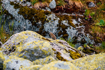 The squeaker is a rodent on the rocks