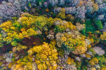 forest of deciduous trees in autumn, top view photography with a drone, autumn background concept