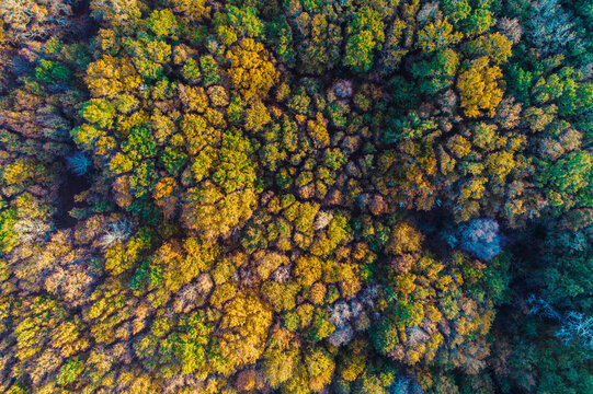 forest of deciduous trees in autumn, zenithal photograph with a drone, autumn background concept