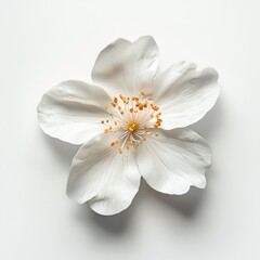 Elegant White Flower with Orange Stamen Detail