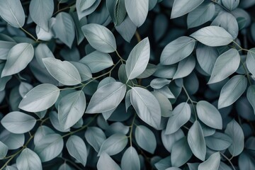 A detailed view of a cluster of fresh green leaves